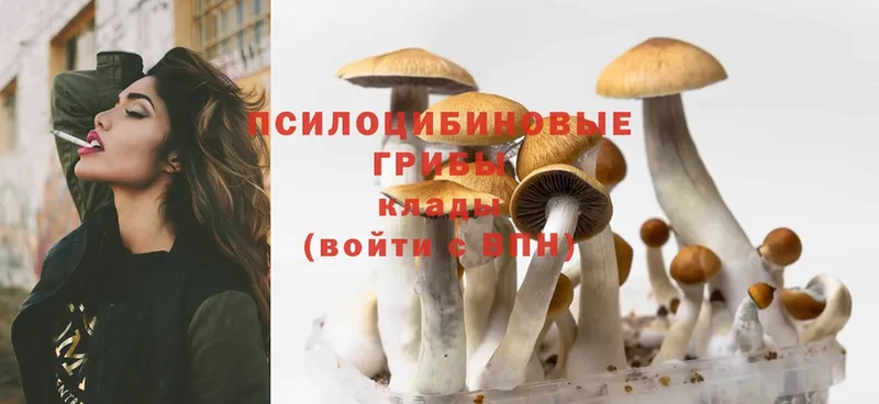 Галлюциногенные грибы Psilocybine cubensis  KRAKEN ТОР  Венёв 